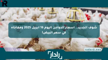 شوف الجديد.. أسعار الدواجن اليوم 16 إبريل 2025 ومفاجأة في سعر البيض!